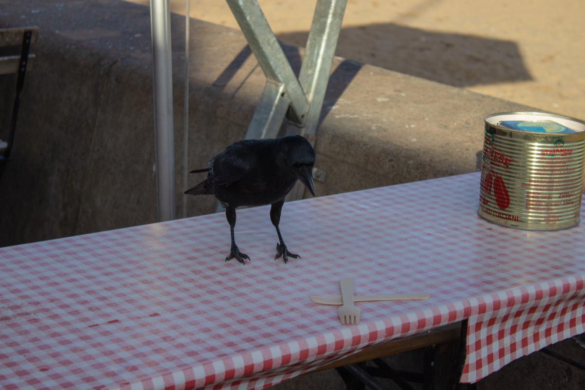 Confused crow